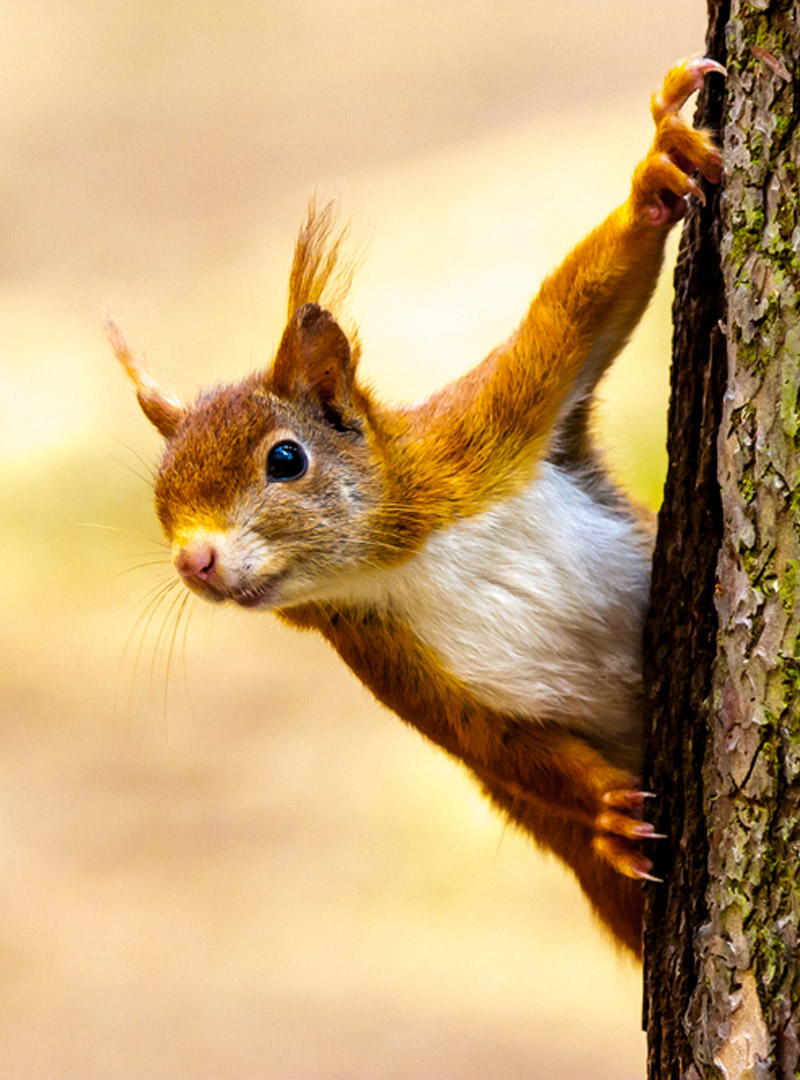 things-to-do_0000_Red-Squirrel-Reserve